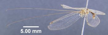 Media type: image; Entomology 26214   Aspect: habitus lateral view